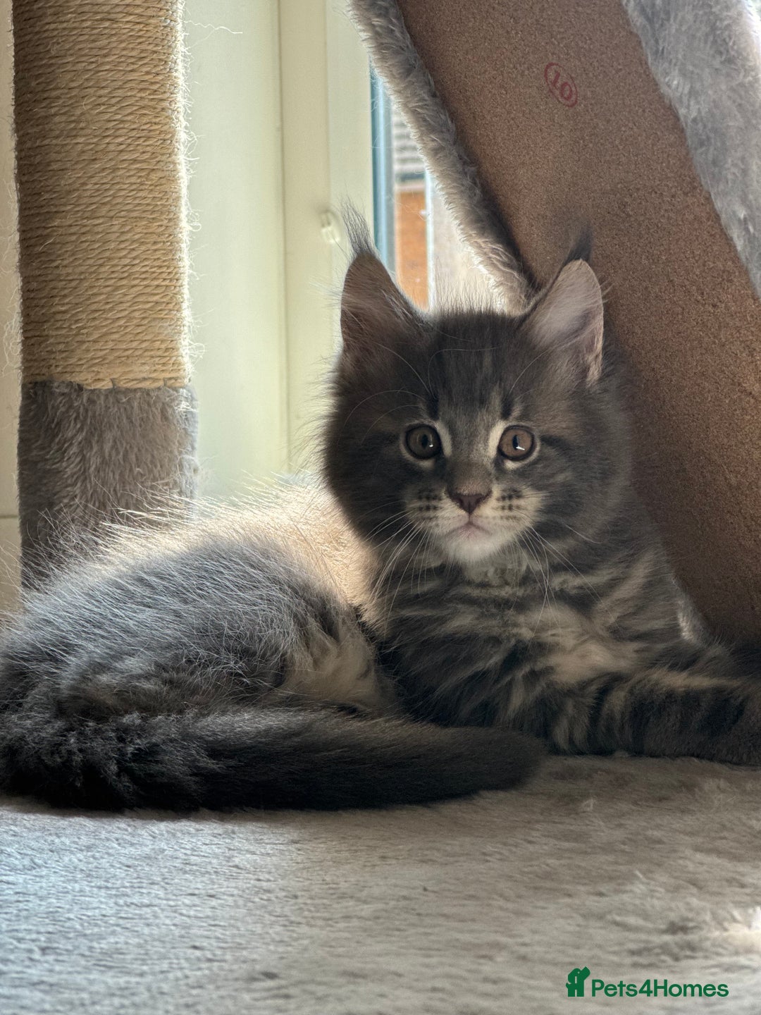 Maine Coon cats for sale: Maine Coon Kittens for sale - Image 8