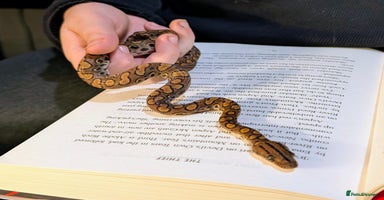 Boa Snake reptiles - Advert 5