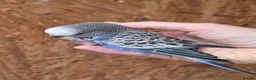 Budgerigars birds for sale: Hand tame violet baby budgies for sale  - Advert 6
