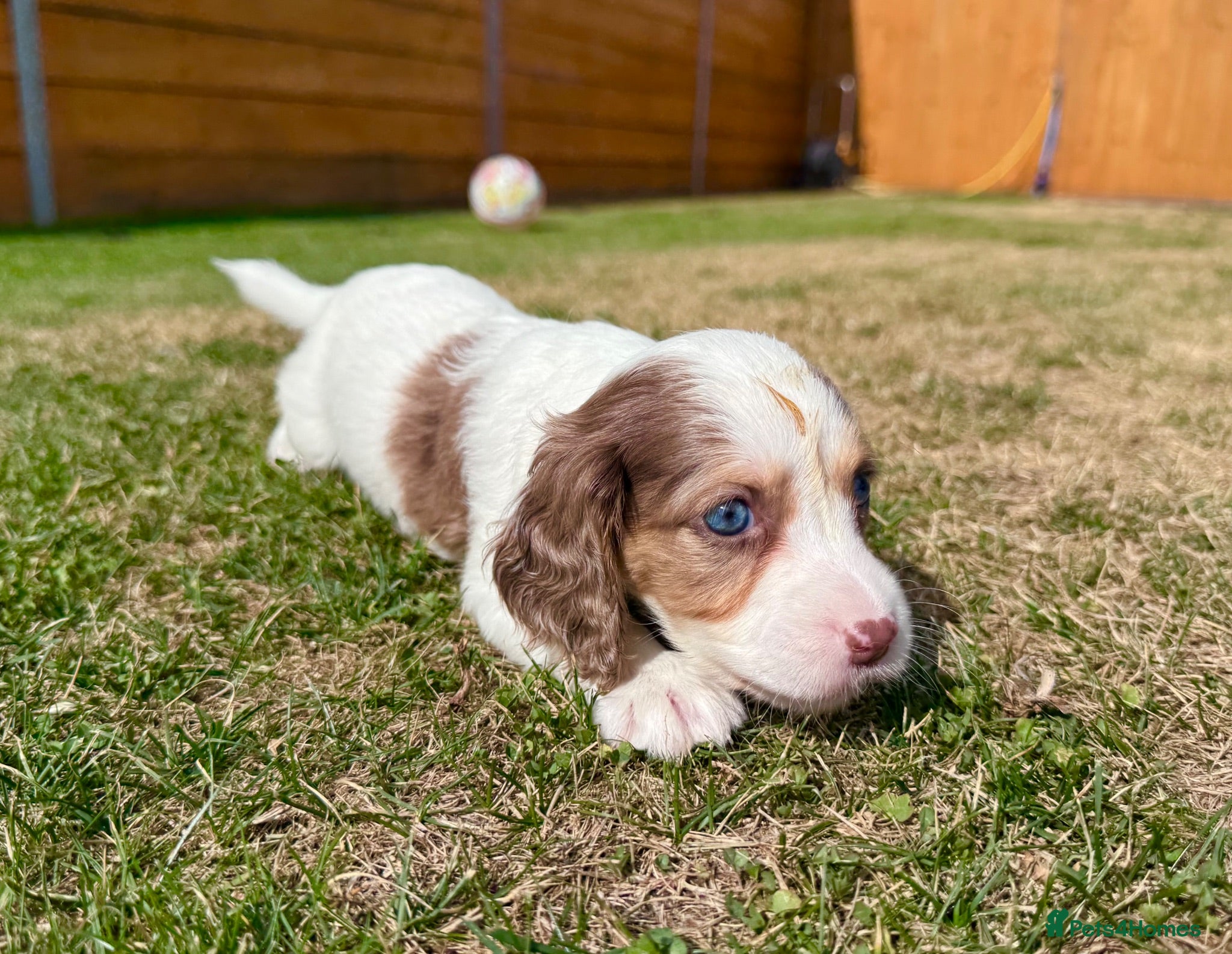 Cockapoo dogs Beautiful F1 Cockapoo Babies 🐾🐾🐾 - Advert 2