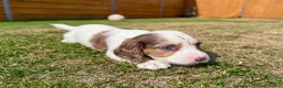 Cockapoo dogs for sale: Beautiful F1 Cockapoo Babies 🐾🐾🐾 - Advert 2