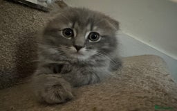 Mixed Breed cats for sale: Ragdoll X Scottish fold  - Image 2