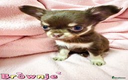 Chihuahua dogs for sale: 🔥 Adorable long-haired Chihuahua puppies for sale - Image 9