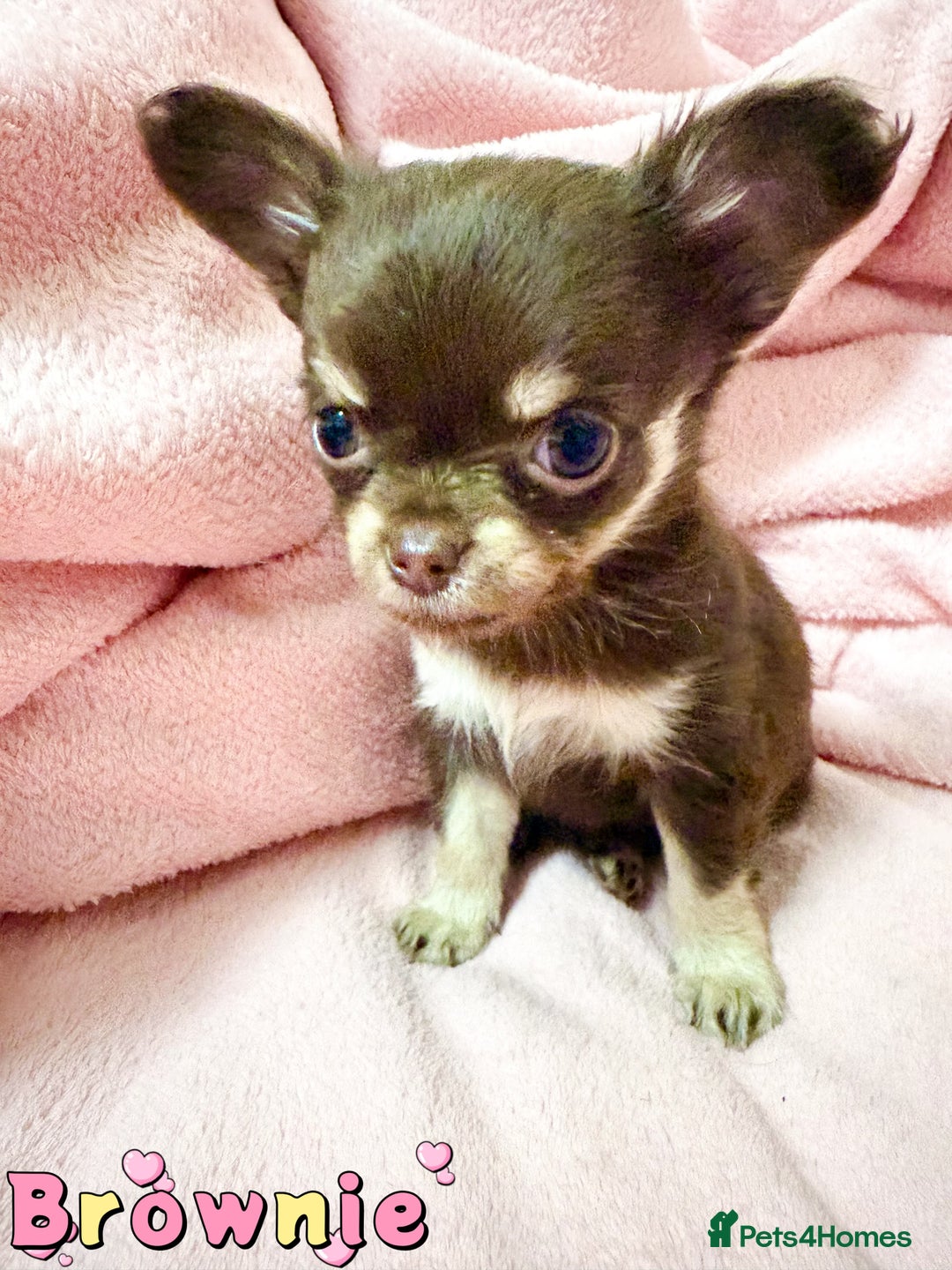 Chihuahua dogs for sale: 🔥 Adorable long-haired Chihuahua puppies for sale - Image 9