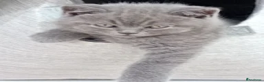 British Shorthair 4