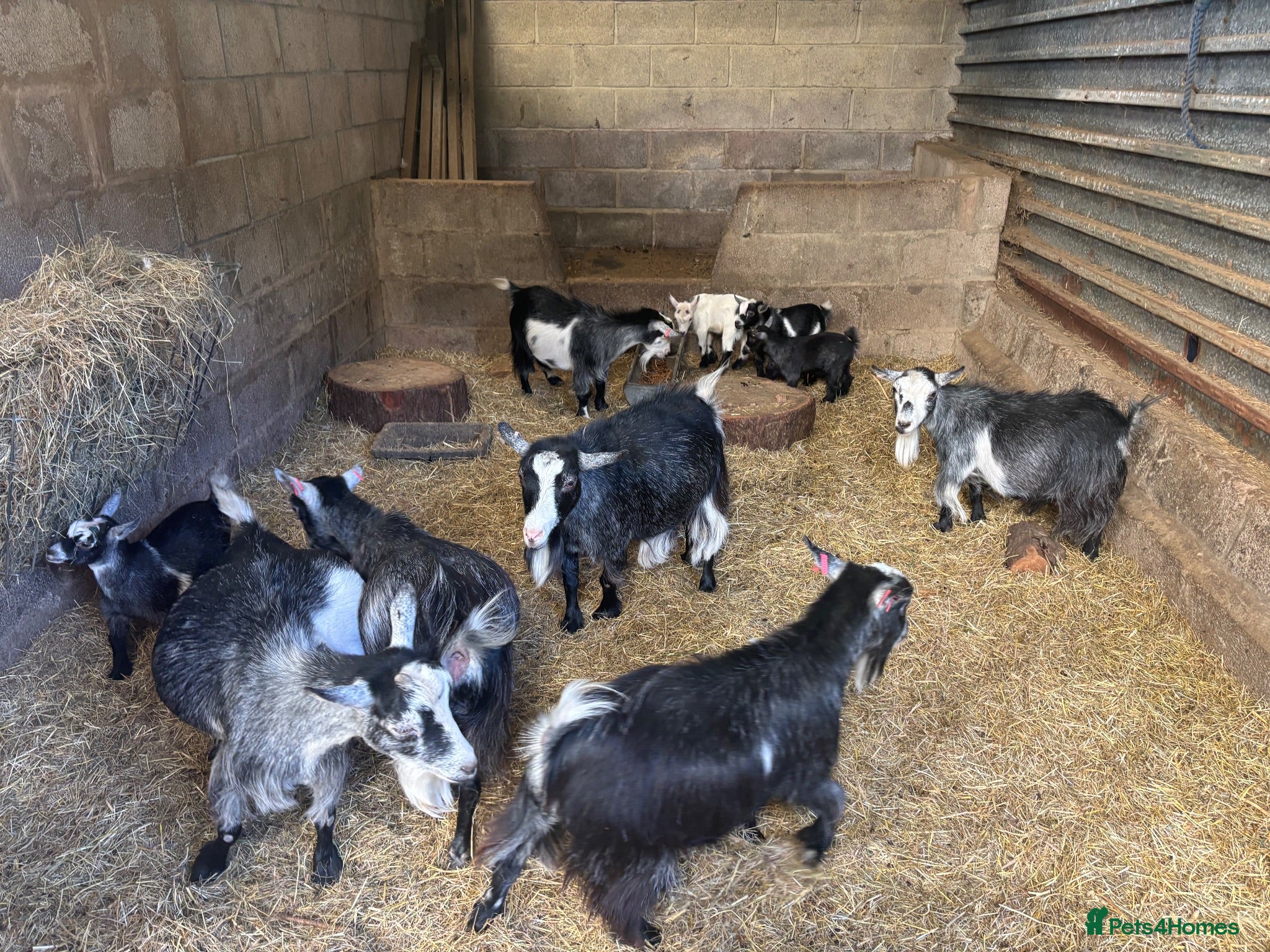 Goats livestock Beautiful pedigree Pygmy goats   - Advert 1