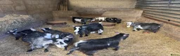 Goats livestock for sale: Beautiful pedigree Pygmy goats   - Advert 1