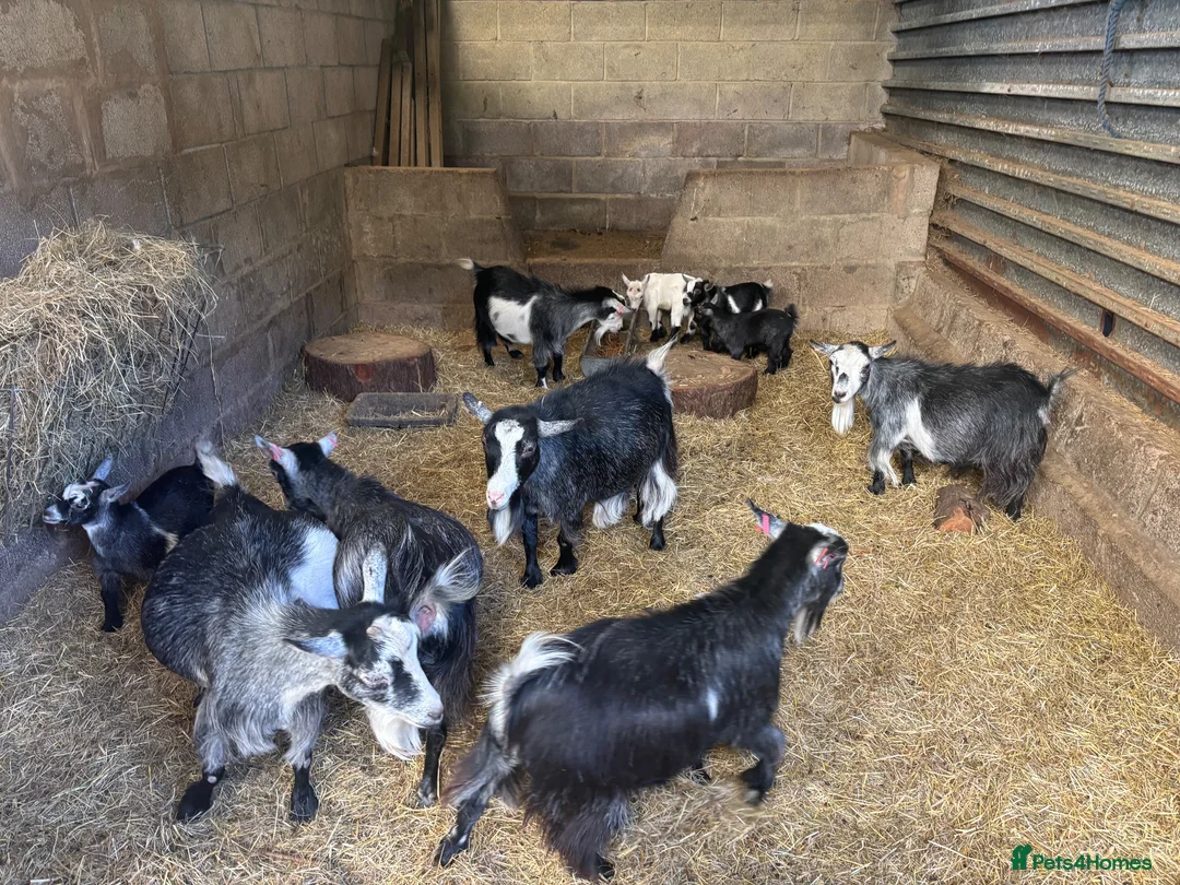 Goats livestock for sale: Beautiful pedigree Pygmy goats   - Advert 1