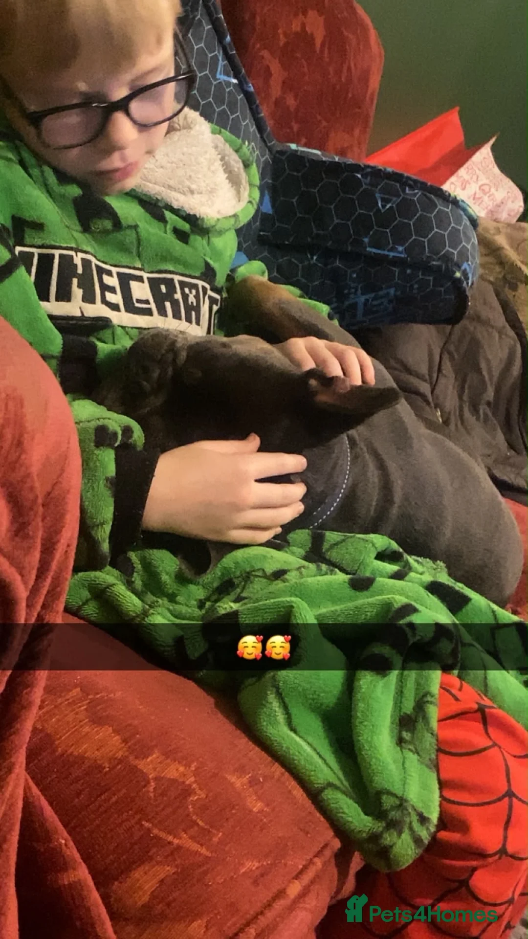 French Bulldog dogs for sale: French bull dog (£200-obo) in Taunton - Advert 2