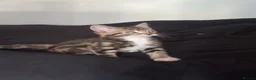 Mixed Breed cats for sale: Beautiful kitten  - Advert 6