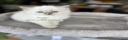 Ragdoll cats for sale: Beautiful Ragdoll Pedigree kittens - Advert 5