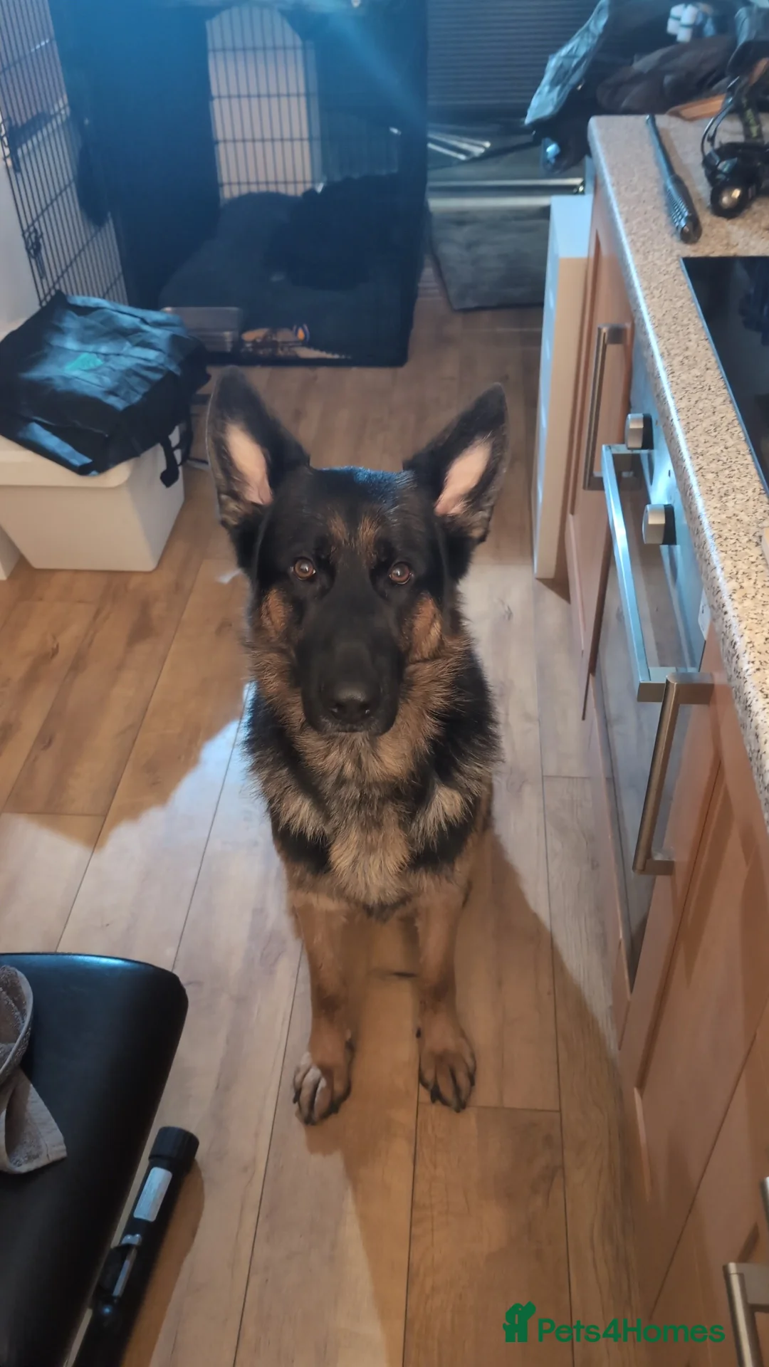 German Shepherd dogs for sale: Rocco in Leeds - Advert 2