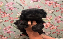 Mixed Breed dogs for sale: Gorgeous Shihtzu x show cocker spaniel boy - Image 2