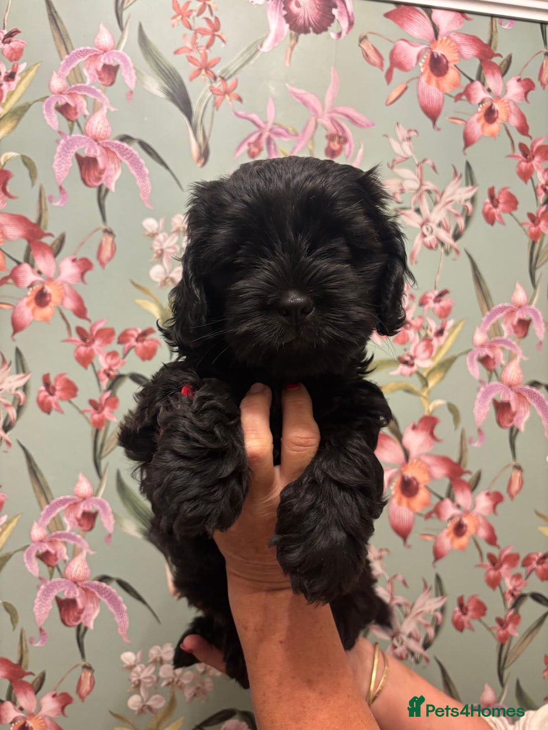 Mixed Breed dogs for sale: Gorgeous Shihtzu x show cocker spaniel boy - Image 2