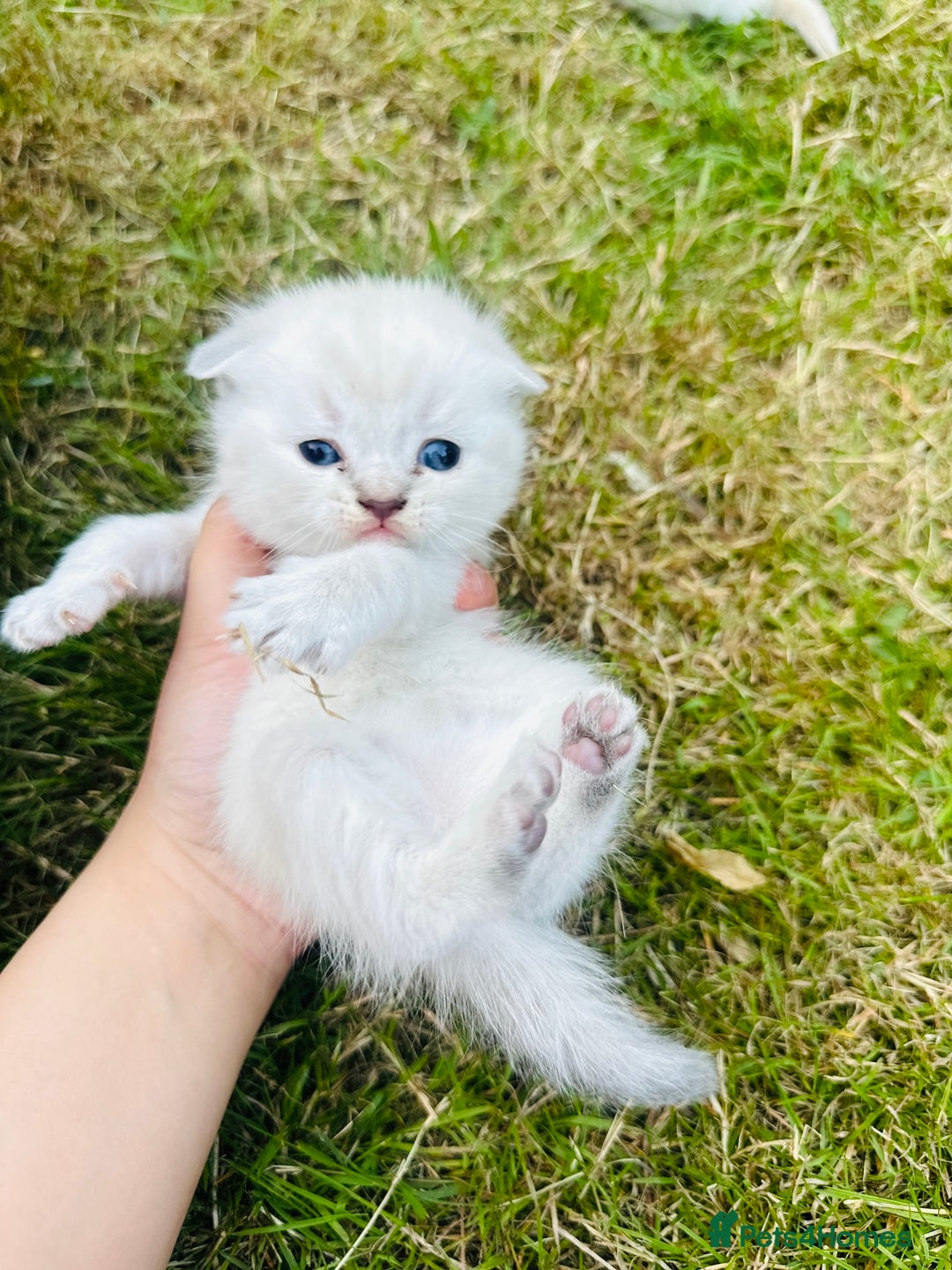 Scottish Fold cats for sale: Adorable Kittens Looking for Their Forever Homes🐾 - Image 19