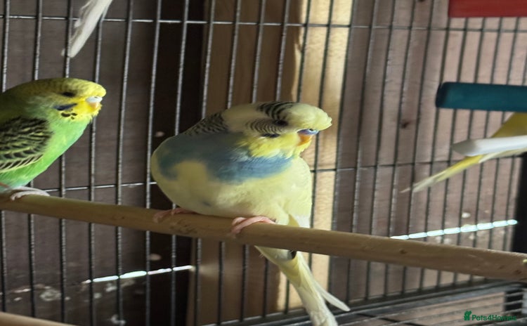 Budgerigars birds - Advert 13