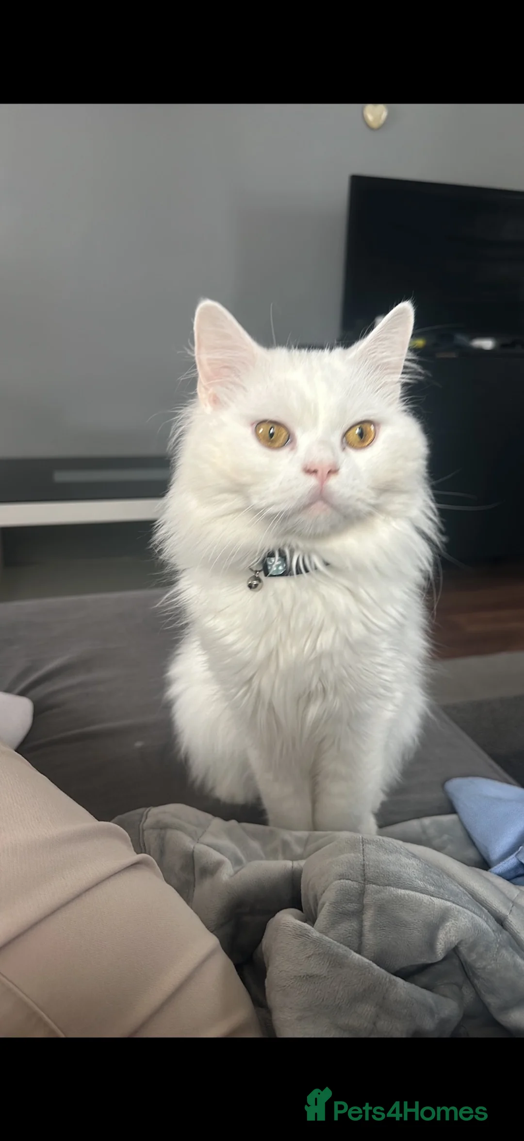 Mixed Breed cats for sale: white Persian x British short hair ready to leave  - Advert 2