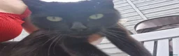 Mixed Breed cats for sale: female car  - Advert 2