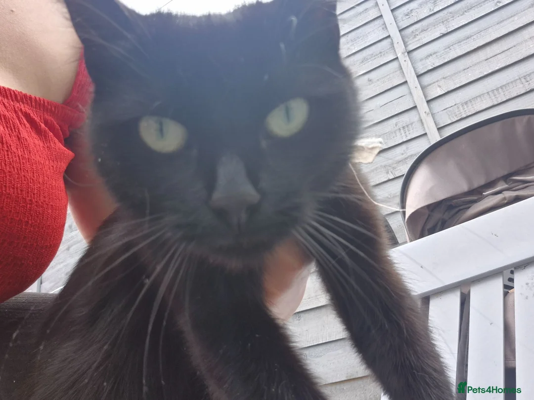 Mixed Breed cats for sale: female car  - Advert 2