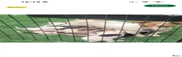 Jack Russell dogs for sale: Jack Russel puppy - Advert 2