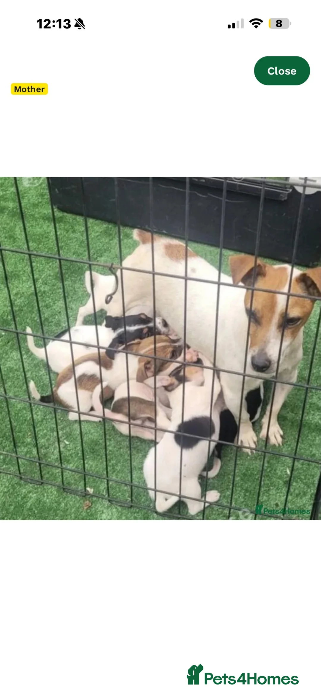 Jack Russell dogs for sale: Jack Russel puppy - Advert 2