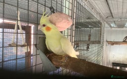 Cockatiels birds for sale: 2025  Cockatiels and Budgies - Image 15