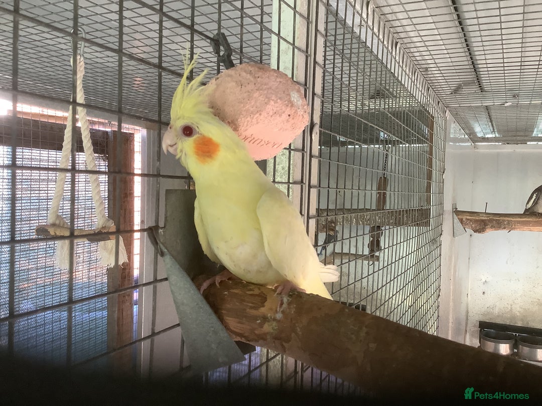 Cockatiels birds for sale: 2025  Cockatiels and Budgies - Image 15