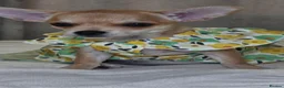 Chihuahua dogs for sale: 🐾Chihuahua Girl ready for forever loving homes - Advert 15