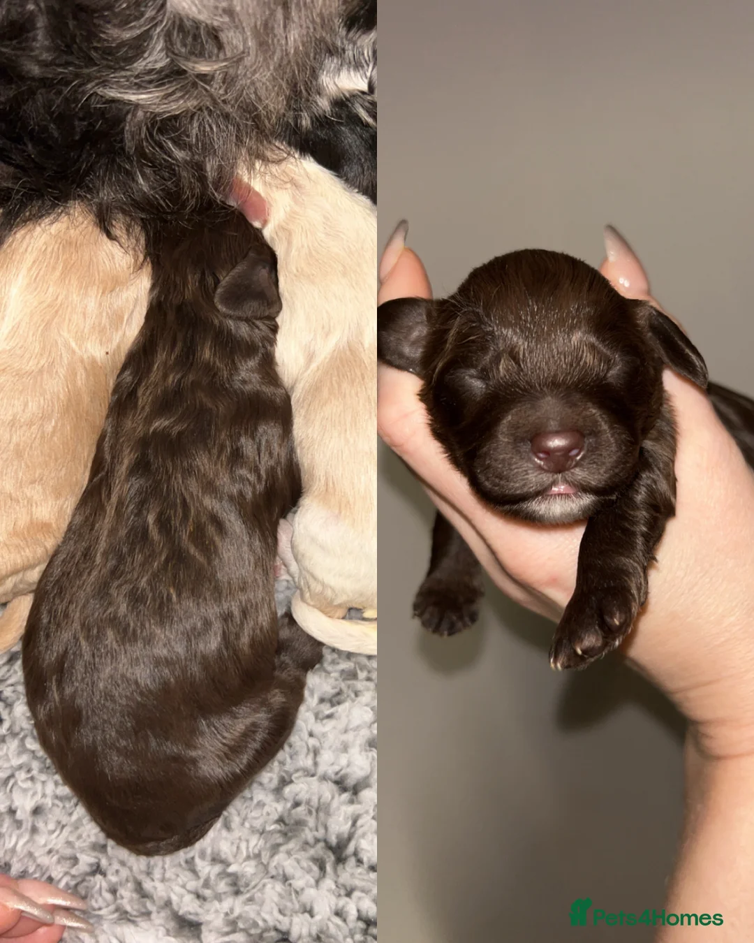 Cockapoo dogs for sale: Beautiful F2 Cockapoo puppies 🏡🐶  - Advert 26