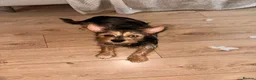 Mixed Breed dogs for sale: Beautiful little Rex  - Advert 3