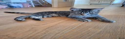 Mixed Breed cats for sale: Lovely little Female 17 week old Tabby kitten in Beaminster - Advert 10