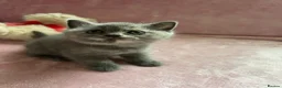 British Shorthair cats for sale: 🐾 Beautiful British Shorthair Kittens 🐾 - Advert 12