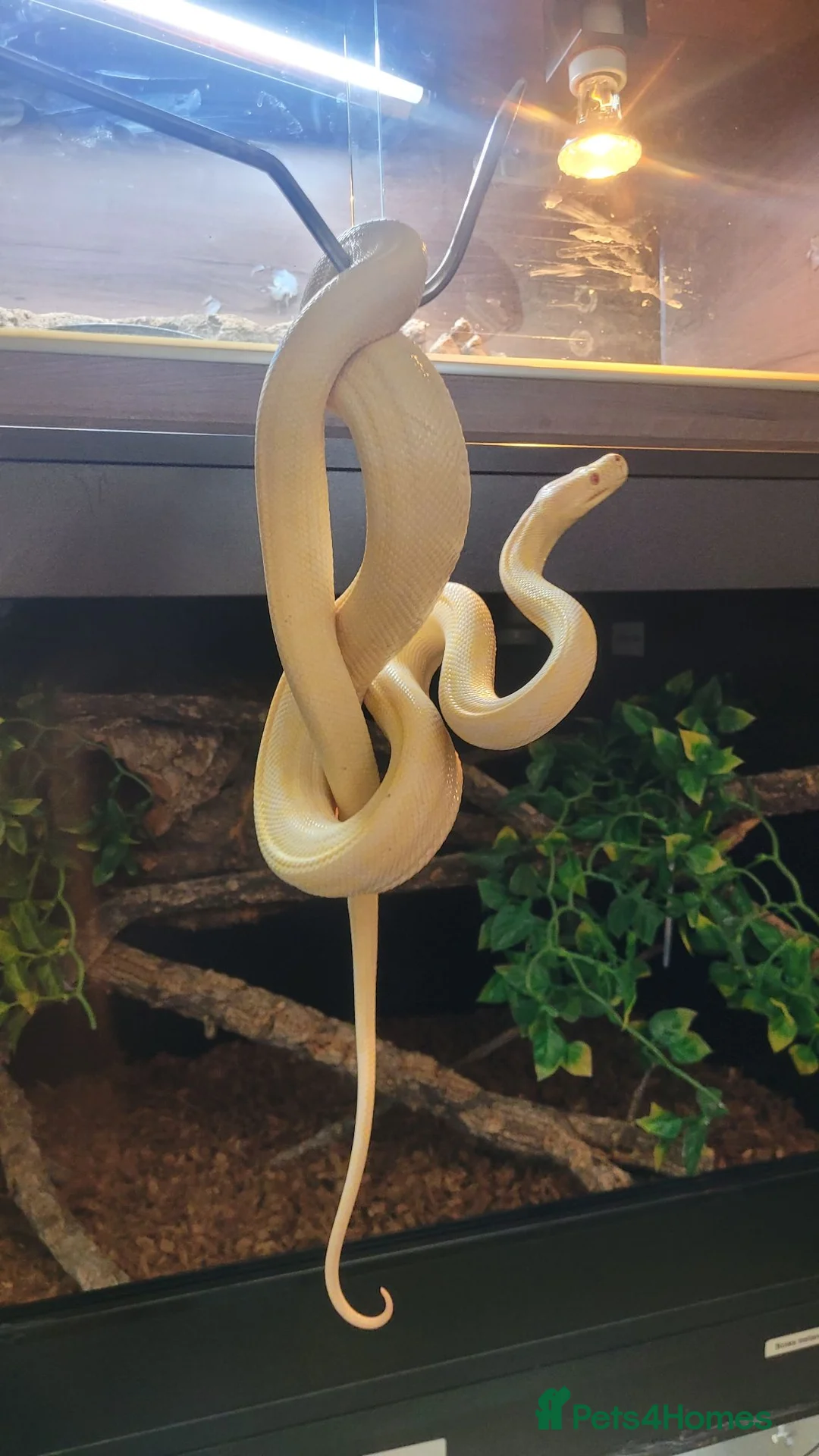 Mixed Breed reptiles for sale: Various animals - Advert 4