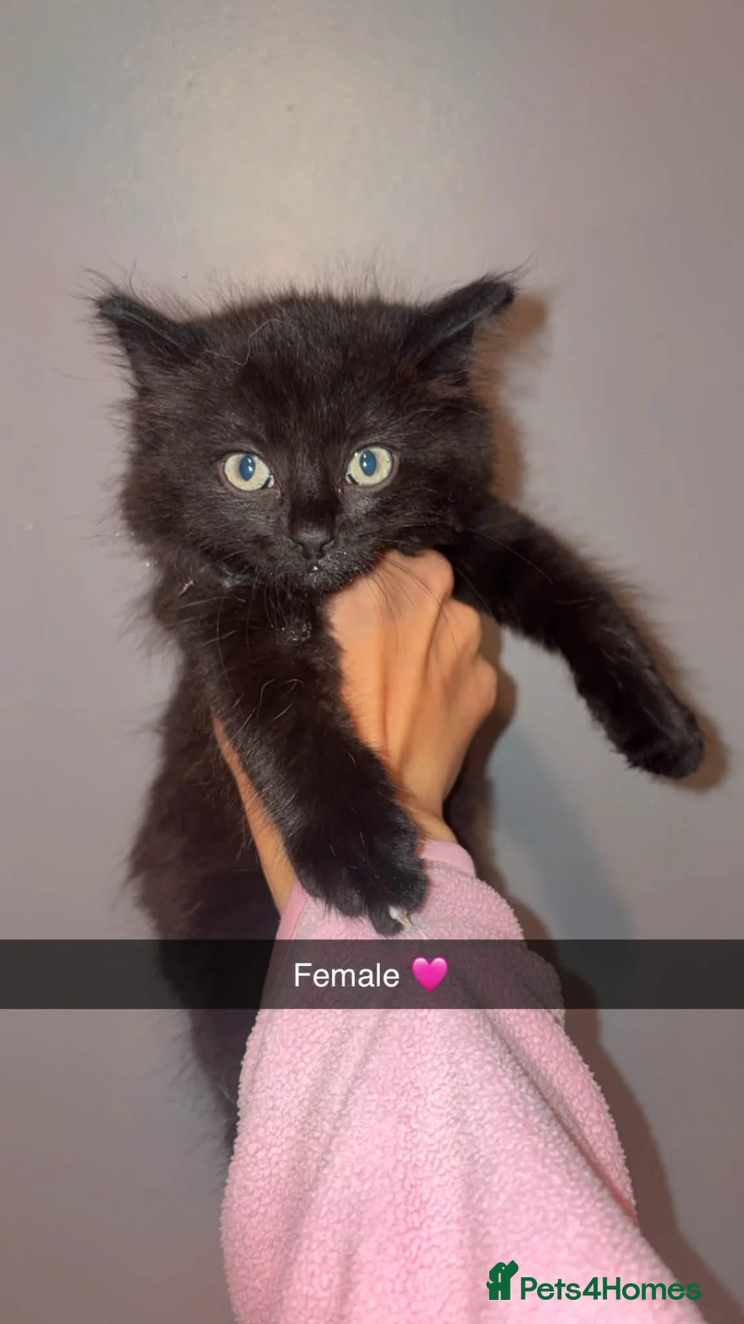 Maine Coon cats for sale: Maine coon kittens  - Advert 2