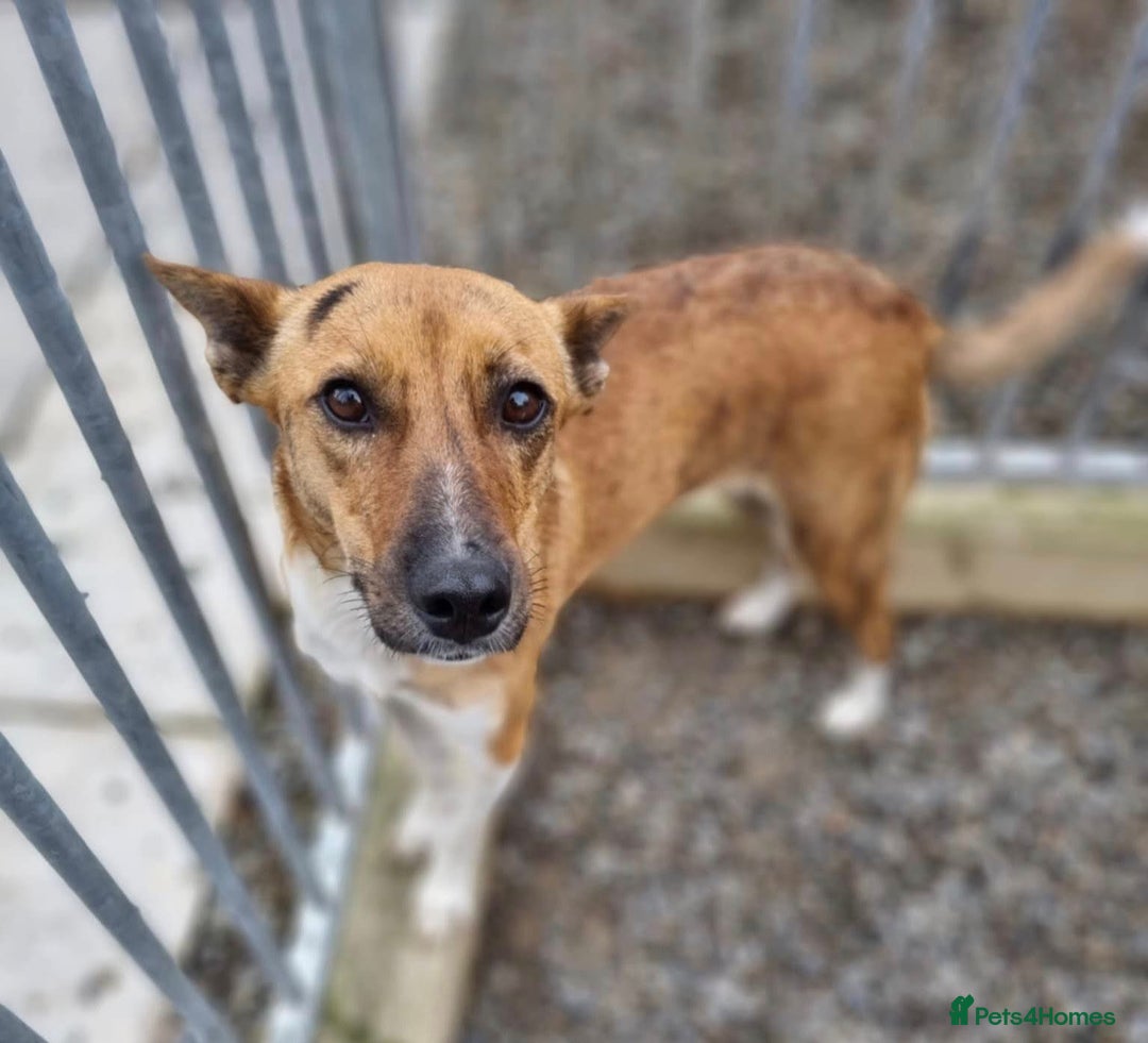 Mixed Breed dogs for adoption: Petal - In Ayr looking for a home  - Image 6