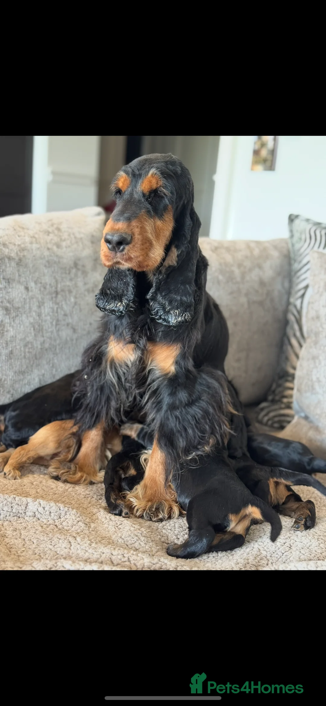 Cocker Spaniel dogs for sale: 100% SHOWTYPE COCKERS KC REGISTERED HEALTH TESTED  - Advert 2