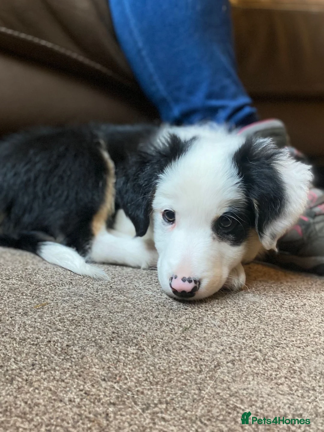 Border Collie dogs for stud: Tri coloured border collie for stud in Stafford - Advert 15