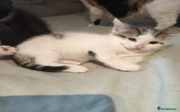 Mixed Breed cats for sale: 8 cute kittens for sale - 5 boys, 3 girls  - Image 15