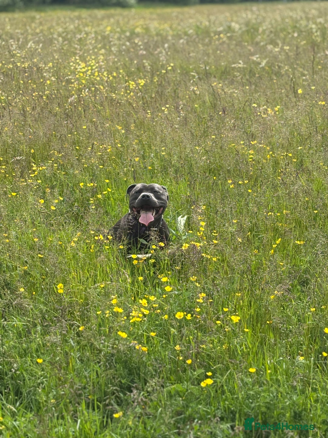 Staffordshire Bull Terrier dogs for stud: Beautiful healthy pedigree stud  - Advert 4