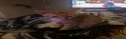 Mixed Breed cats for sale: Ginger and white male kitten in Jedburgh - Advert 1