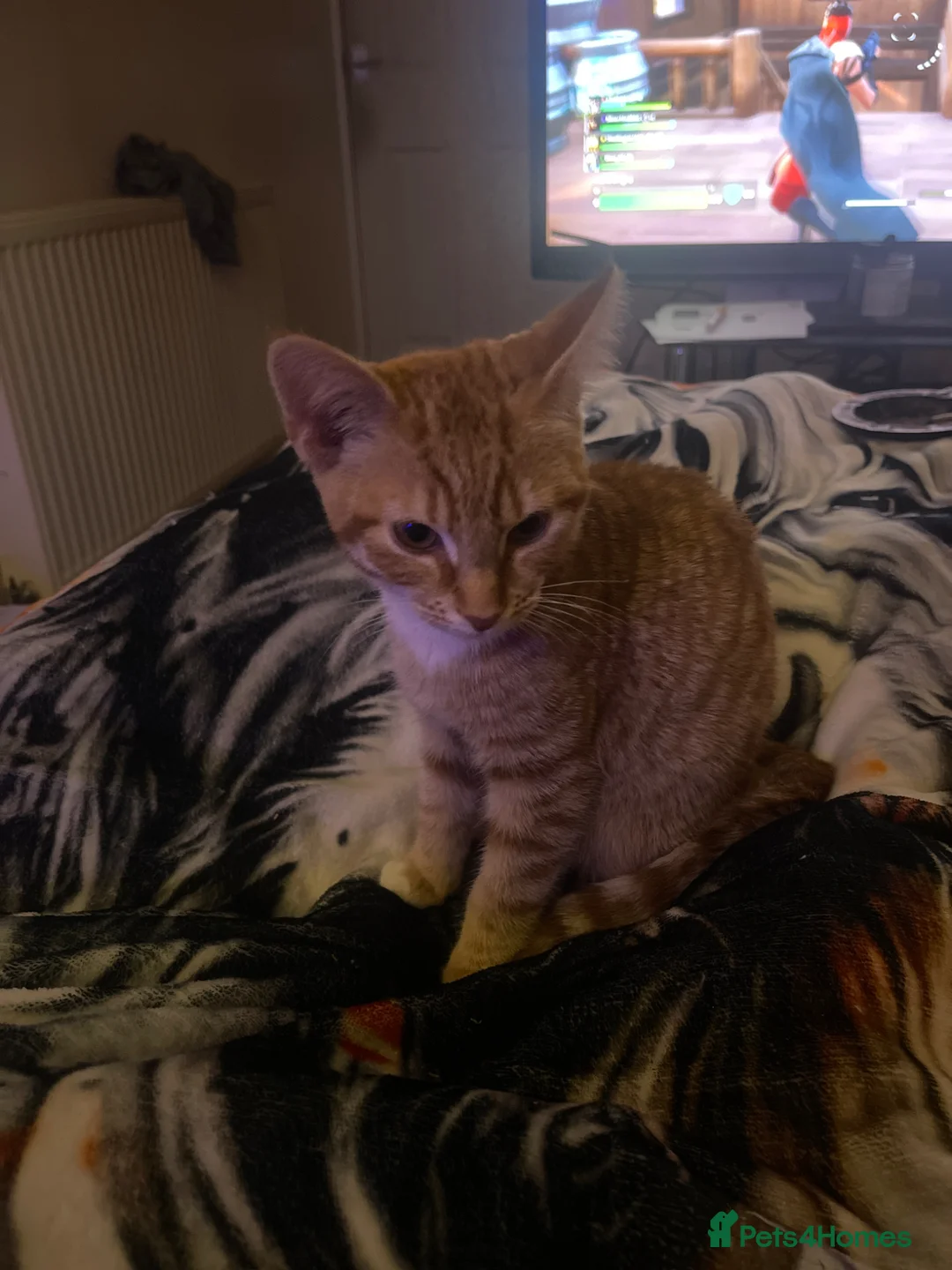 Mixed Breed cats for sale: Ginger and white male kitten in Jedburgh - Advert 1