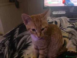 Mixed Breed cats Ginger and white male kitten - Advert 3