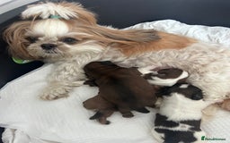 Shih Tzu dogs for sale: ShihTzu  - Image 12