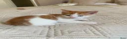 Mixed Breed cats for sale: Ready to go. Two girls and a boy Kuril bobtail mix - Advert 10