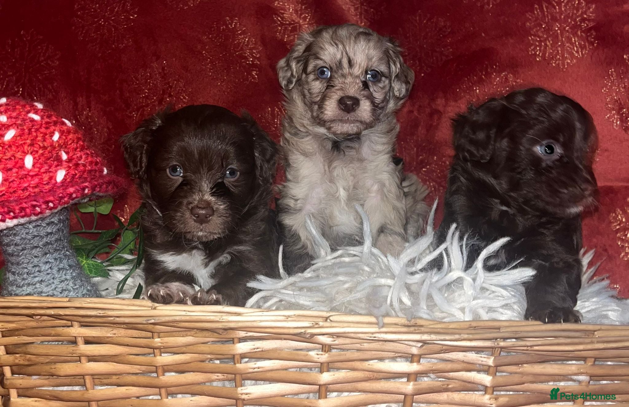 Cockapoo dogs Beautiful cockapoo puppies  - Advert 4