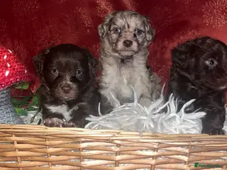 Cockapoo dogs Beautiful cockapoo puppies - Advert 4