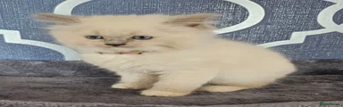 Ragdoll 4 yellow and pink collar 💛 🩷