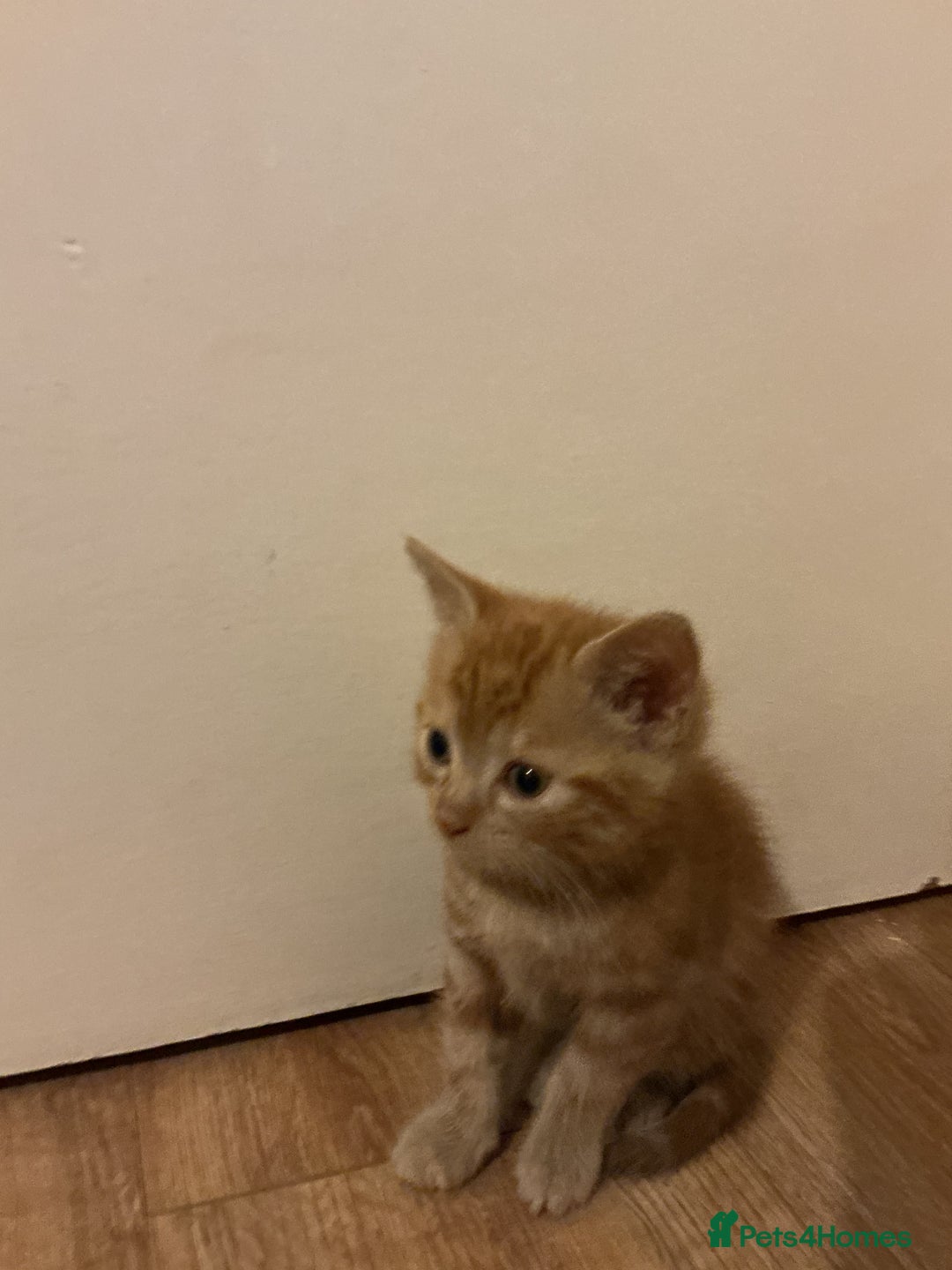 Domestic Shorthair cats for sale: GINGER KITTENS £150 EACH - Image 4
