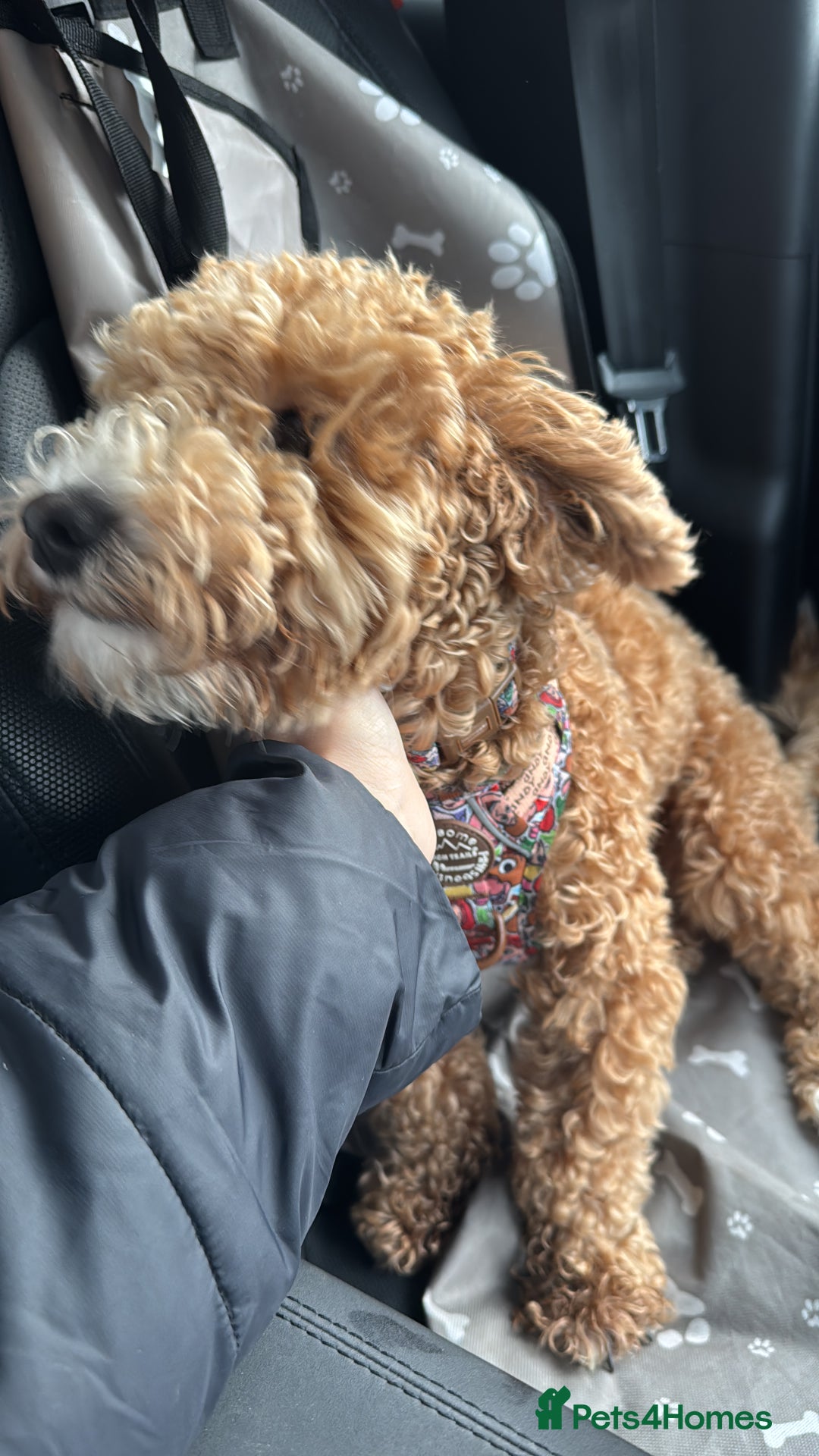 Maltipoo dogs for sale: Maltipoo Male - Advert 5