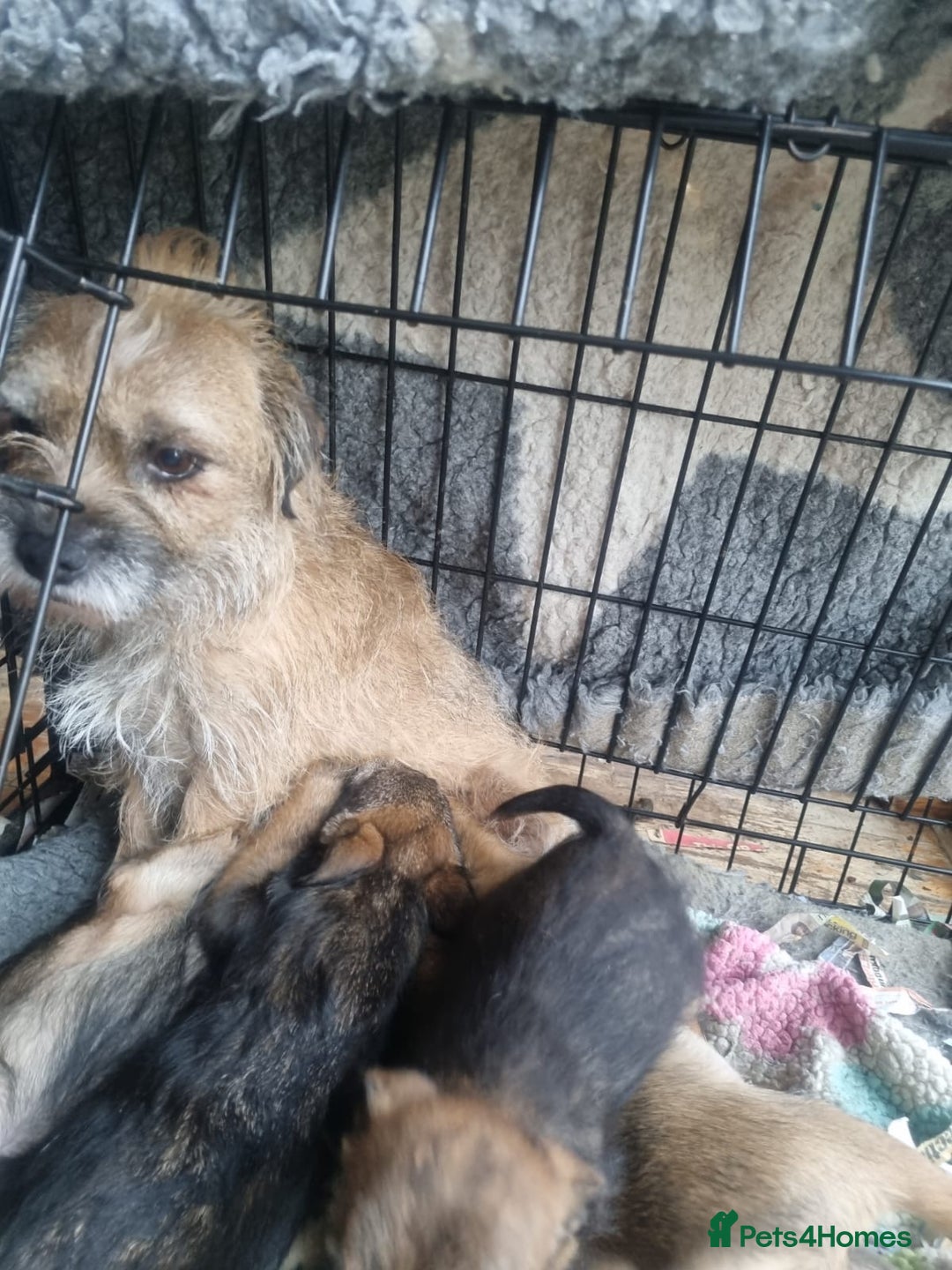 Border Terrier dogs for sale: Pedigree Border Terrier - Advert 4